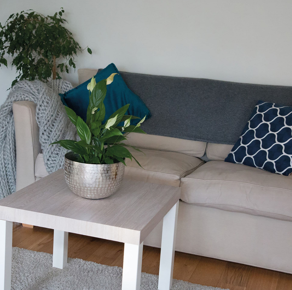 Santana Oak Lime - Image 3